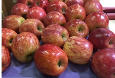 Apple Royal Gala Chile