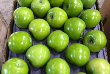 Apple Granny Smith Chile