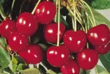 Fresh Cherries Chile