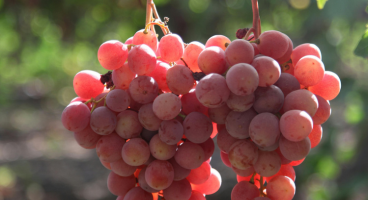 Red Globe Grapes