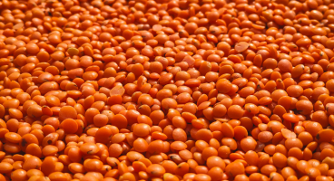 Lentils